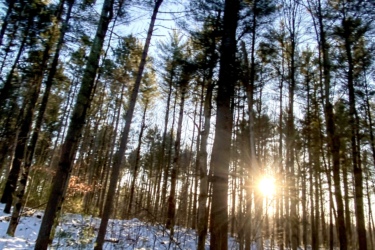 A winter forest scene featuring tall pine trees with a soft dusting of snow on the ground. The sun is setting in the background, casting a warm glow and illuminating the landscape, creating long shadows among the trees. The sky is clear and blue, enhancing the serene atmosphere of the snowy woods. Larose Forest mountain bike trail.