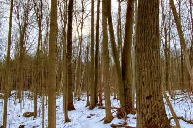 A serene winter forest scene featuring tall, leafless trees with a snow-covered ground. A winding path meanders through the snow, bordered by rocks and fallen branches, while a soft light filters through the trees. The atmosphere is tranquil and evokes a sense of quiet nature. Goodrich-Loomis mountain bike trail.
