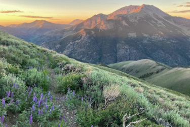 A picturesque view of a mountainous landscape at sunset, featuring rolling hills covered in green vegetation and patches of purple wildflowers. The sun casts warm light on the mountain peaks in the background, highlighting their contours against a colorful sky. A narrow dirt path winds through the foreground, inviting exploration of the serene natural setting. Toiyabe Crest Trail mountain bike trail.
