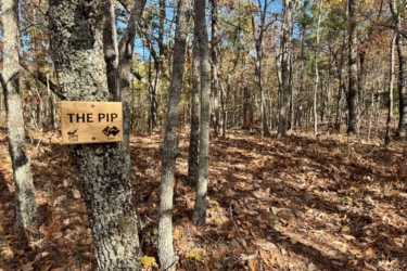 Sign for "THE PIP" trail placed on a tree in a wooded area with fallen leaves, showcasing a clear blue sky and autumn foliage. The Pip mountain bike trail.