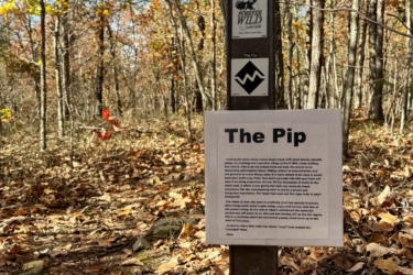A signpost in a wooded area displaying information about "The Pip" trail. The sign features a title and a brief description, surrounded by trees with autumn foliage and a carpet of fallen leaves on the ground. The clear blue sky is visible in the background. The Pip mountain bike trail.