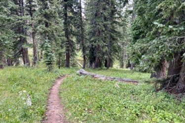 A winding dirt path through a lush green forest, surrounded by tall evergreen trees and scattered wildflowers. The scene captures a tranquil natural setting, inviting exploration and a sense of tranquility. Graysill Creek mountain bike trail.