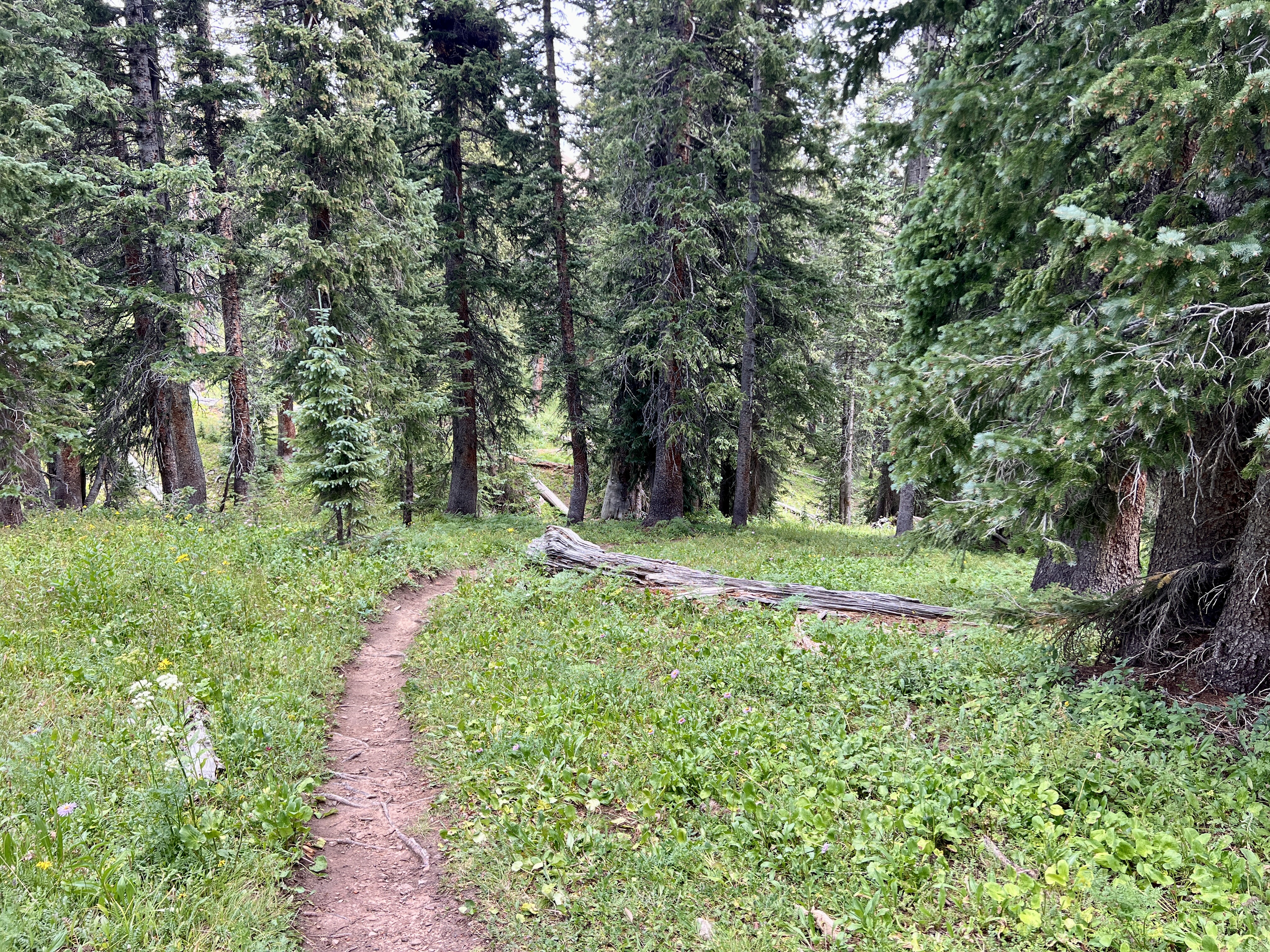 A winding dirt path through a lush green forest, surrounded by tall evergreen trees and scattered wildflowers. The scene captures a tranquil natural setting, inviting exploration and a sense of tranquility. Graysill Creek mountain bike trail.