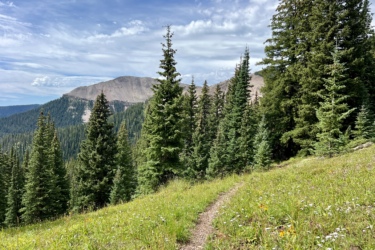 A scenic view of a forested landscape, featuring tall pine trees and a winding dirt path leading through a grassy area with wildflowers. In the background, rolling hills and a mountain are visible under a partly cloudy sky. Graysill Creek mountain bike trail.