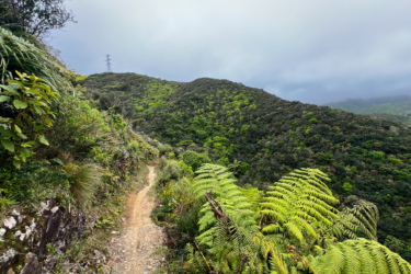 A winding dirt path surrounded by lush greenery and ferns, leading through a hilly landscape under a cloudy sky. Power lines can be seen in the distance, adding to the natural scenery. Makara Peak Mountain Bike Park mountain bike trail.