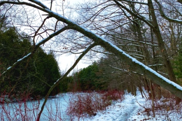 A snow-covered pathway alongside a frozen body of water, bordered by bare trees and red-leafed bushes. The scene captures a tranquil winter landscape with a cloudy sky overhead. The Beach mountain bike trail.
