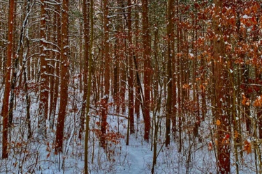 A snow-covered path winding through a dense forest of tall pine trees, with patches of orange and brown leaves dotting the landscape. The ground is blanketed in white snow, and the trees are lightly coated with frost, creating a serene winter scene. Lambton County Heritage Forest mountain bike trail.