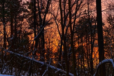 A serene winter forest scene at sunset, featuring snow-covered ground and silhouetted trees against a vibrant sky filled with shades of orange, pink, and purple. Snow-laden branches and fallen logs add to the tranquil atmosphere. Lambton County Heritage Forest mountain bike trail.