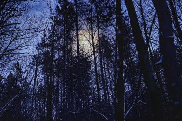 A nighttime forest scene with tall pine trees silhouetted against a blue sky illuminated by a faint moon. Snow blankets the ground, adding a serene and tranquil atmosphere to the winter landscape. Lambton County Heritage Forest mountain bike trail.