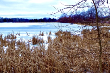 A serene landscape featuring a frozen lake bordered by tall, dry grasses and sparse trees. The scene is set against a cloudy sky, with patches of snow covering the ground, creating a tranquil winter atmosphere. Rotary Memorial Trail mountain bike trail.
