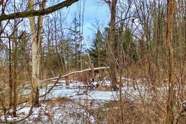 A winter scene featuring a partially frozen body of water surrounded by bare trees and overgrown bushes. The sky is partly cloudy, and there are fallen branches and twigs scattered throughout the area. Rotary Memorial Trail mountain bike trail.