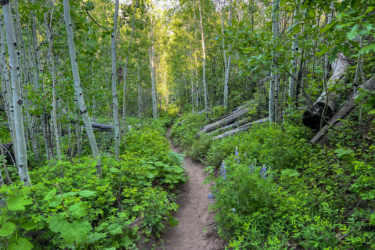 A serene dirt path winding through a lush green forest of aspen trees, surrounded by vibrant foliage and wildflowers. Sunlight filters through the leaves, illuminating the trail that leads deeper into the tranquil woods. Haflin Creek mountain bike trail.