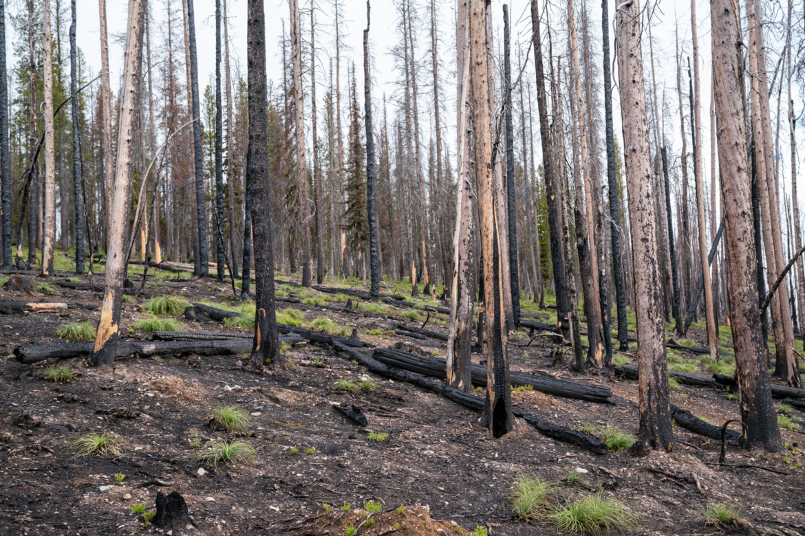 All trails are closed in the Angeles National Forest as LA burns ...