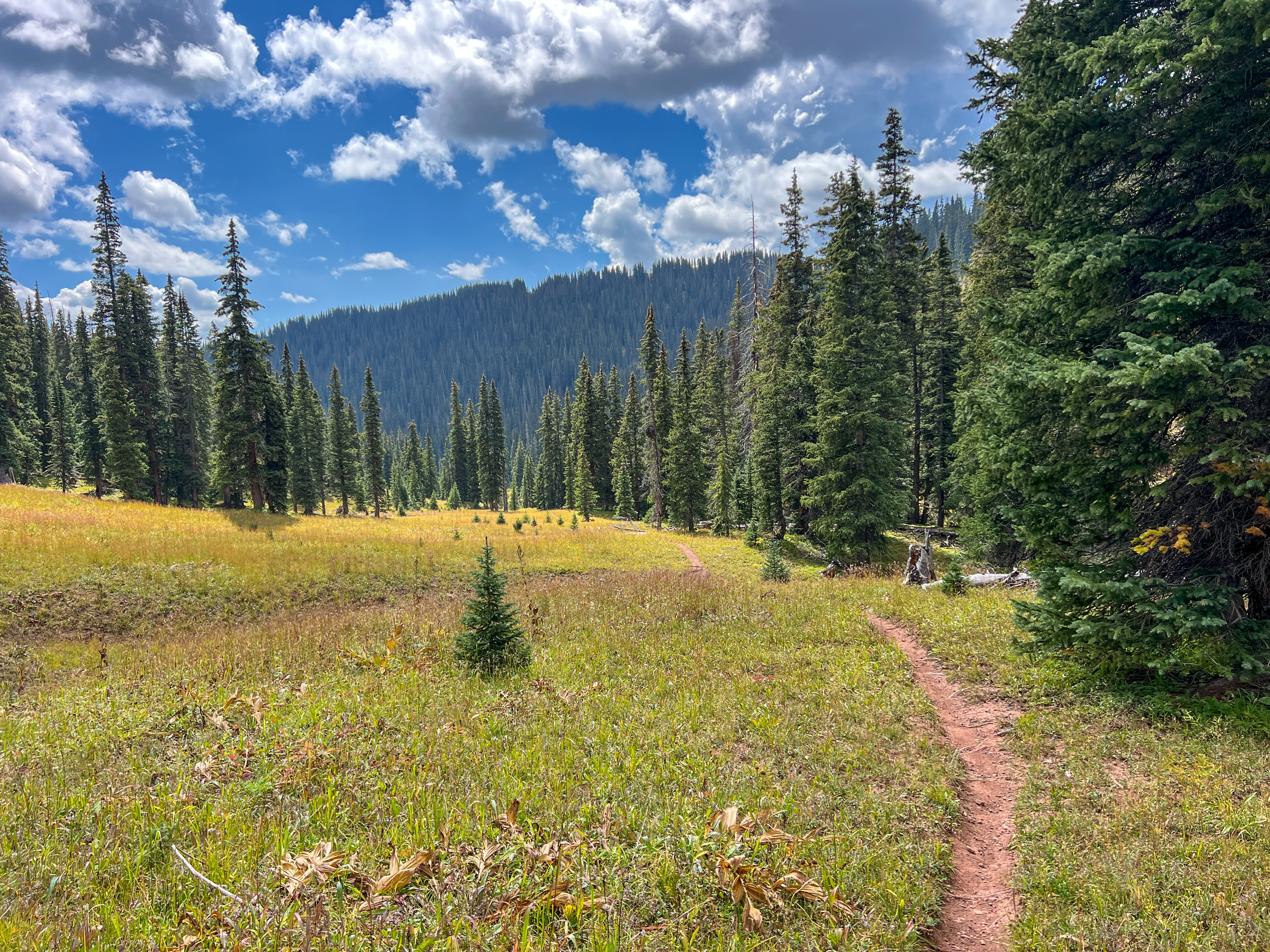 A scenic landscape featuring a grassy meadow with a winding dirt path, surrounded by tall evergreen trees under a partly cloudy sky. The backdrop showcases a mountainous area with lush green ridges.