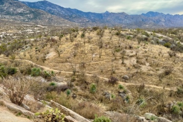 A panoramic view of a rocky, dry landscape featuring sparse vegetation, grassy hills, and distant mountains under a cloudy sky. Paths wind through the terrain, showcasing the natural features of the area. 50-year Trail / Golder Ranch mountain bike trail.