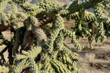 A close-up view of a cactus with green, segmented branches and spiky textures. The background features dry, sandy terrain and mountains under a clear blue sky. 50-year Trail / Golder Ranch mountain bike trail.