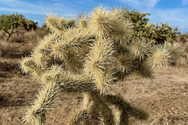 A close-up of a spiky cactus against a vibrant blue sky with wispy clouds. The cactus has an unusual shape, with numerous protruding spines and a soft, light-colored appearance, situated in a dry, arid landscape. In the background, other similar cacti can be seen, highlighting the desert environment. 50-year Trail / Golder Ranch mountain bike trail.
