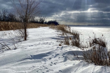 A snowy shoreline with footprints leading towards a frozen body of water. There are patches of tall grasses along the edge, a bare tree on the left, and a bright sun breaking through the clouds, casting rays of light across the scene. The sky is partly cloudy, adding contrast to the winter landscape. Rondeau Park mountain bike trail.