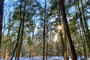 A serene winter forest scene featuring tall trees surrounded by fresh snow. Sunlight filters through the branches, casting long shadows on the ground. The clear blue sky adds brightness to the tranquil landscape. Footprints can be seen in the snow, suggesting a path through the woods. Stony Swamp Conservation Area Trails mountain bike trail.