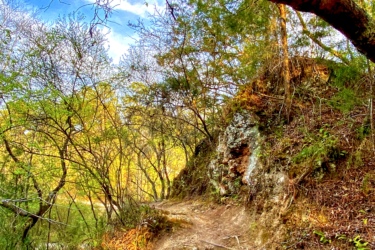 Pathway winding through a lush forest, lined with trees and roots, under a clear blue sky. Soft sunlight filters through the branches, illuminating the earthy trail. The Vortex mountain bike trail.