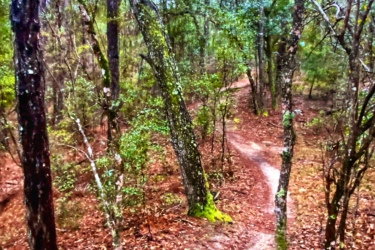 A winding dirt path through a peaceful forest, surrounded by tall trees and scattered brown leaves. The scene has a lush green underbrush and moss-covered tree trunks, creating a tranquil and inviting atmosphere. Nayles Trail mountain bike trail.