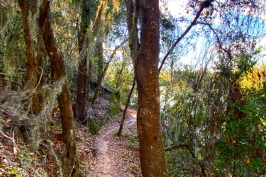 A narrow winding trail surrounded by tall trees, some draped with Spanish moss, with colorful leaves scattered on the ground beneath. The scene is illuminated by sunlight filtering through the foliage, creating a peaceful and inviting atmosphere. The sky is partly cloudy, adding to the natural beauty of the landscape. Balm Boyette Scrub Preserve mountain bike trail.