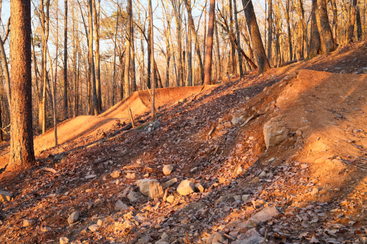 A forested area during sunset, featuring sloping terrain with exposed soil and scattered rocks. Leaf litter covers the ground, and tall, bare trees line the landscape, creating a warm, golden light effect.
