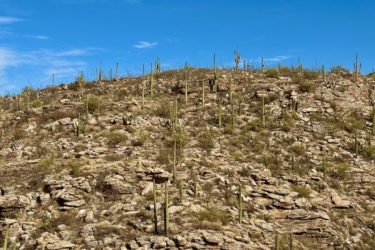 A rocky desert landscape featuring tall cacti scattered across a hillside under a blue sky with wispy clouds.