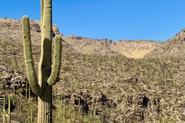 A tall saguaro cactus stands prominently in the desert landscape, surrounded by a variety of smaller cacti and rocky terrain. In the foreground, a teal mountain bike rests on the ground, with a clear blue sky above. The scene captures the beauty of the arid environment.