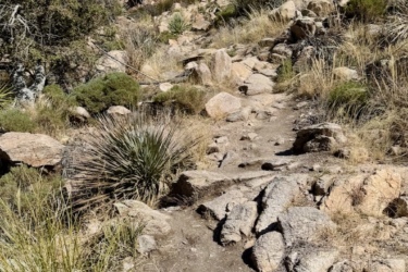 A rocky trail winding upward through a dry, grassy landscape, surrounded by shrubs and boulders, under a clear blue sky. Milagrosa / Molino Basin mountain bike trail.