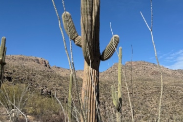 A tall saguaro cactus stands prominently in the foreground, showcasing its ribbed texture and arms extending skyward. Surrounding vegetation includes smaller cacti and dry shrubs, set against a backdrop of rocky hills under a clear blue sky. Milagrosa / Molino Basin mountain bike trail.