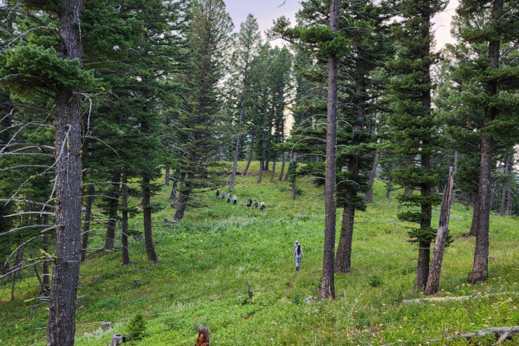 A scenic forest landscape featuring tall evergreen trees and a lush green meadow. Several hikers are seen walking along a trail in the distance, surrounded by the natural beauty of the outdoors. The scene captures the tranquility of a woodland area, with varying shades of green and the unique textures of the trees.