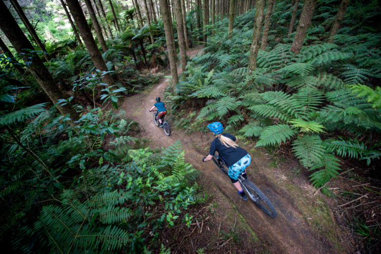 Two mountain bikers riding on a dirt trail through a dense forest filled with tall trees and lush ferns. The first rider, wearing a blue helmet and dark clothing, is ahead, with the second rider, wearing a black shirt and blue patterned shorts, following closely behind. The scene captures a sense of adventure and connection with nature.