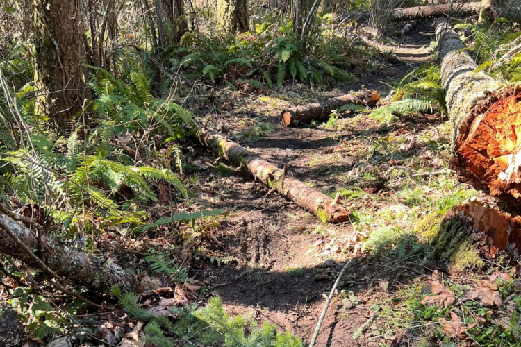 A narrow dirt trail winding through a forest, surrounded by tall trees and lush green ferns. Fallen logs are scattered along the path, adding to the natural scenery. Sunlight filters through the tree canopy, illuminating the forest floor.
