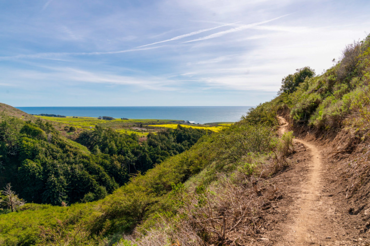 A scenic landscape featuring a narrow, winding dirt trail leading through lush greenery, overlooking a tranquil blue ocean. The sky is bright with scattered clouds, and rolling hills with patches of yellow flowers can be seen in the distance, creating a serene natural setting.