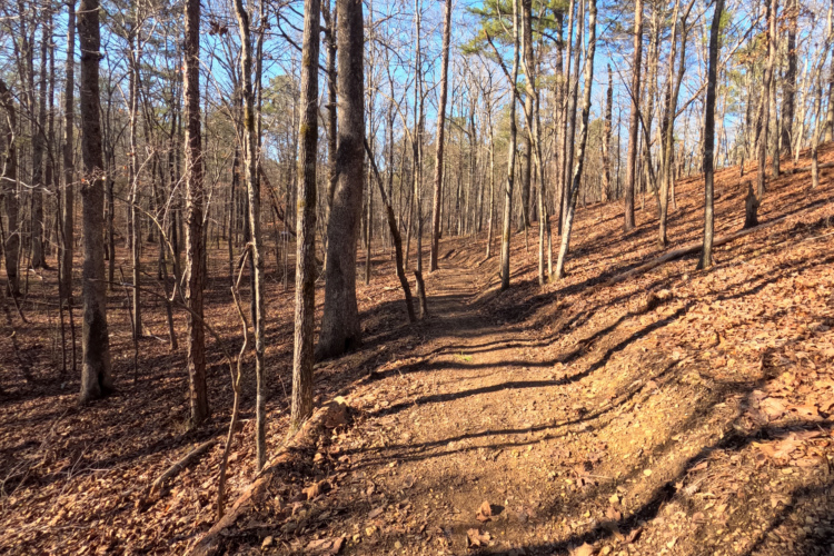 A winding dirt path meanders through a deciduous forest, with tall, bare trees lining each side. The ground is covered with fallen leaves, and the terrain gently slopes upward, illuminated by sunlight filtering through the branches. The clear blue sky is visible in the background, enhancing the tranquil natural setting.