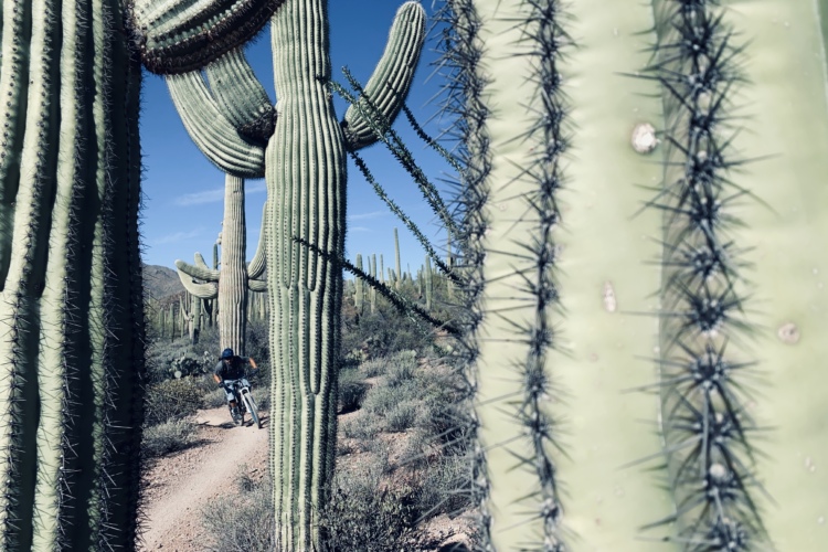 A mountain biker riding on a dirt trail surrounded by tall saguaro cacti under a clear blue sky. The image captures the natural beauty of a desert landscape with prominent cactus details in the foreground.