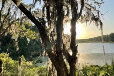 A scenic view of a river framed by a tree draped in Spanish moss, with sunlight shining through the branches. The lush greenery surrounds the serene water, creating a tranquil natural environment. Balm Boyette Scrub Preserve mountain bike trail.