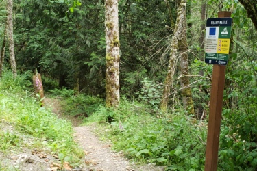 A narrow dirt trail leads into a lush forest, framed by tall trees and dense greenery. To the right, a sign labeled "Heavy Nettle" provides warnings about the trail's difficulty and safety guidelines. The area is rich with natural foliage, suggesting a serene outdoor setting. Trek at Tehaleh mountain bike trail.