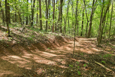 A winding dirt path through a lush green forest, surrounded by tall trees and dappled sunlight filtering through the leaves. The ground is covered with brown earth and patches of fallen leaves. Styles Park mountain bike trail.