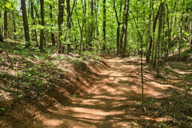 A winding dirt path surrounded by tall, leafy trees in a lush green forest, with sunlight filtering through the foliage and casting shadows on the ground.