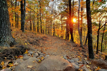 A scenic forest path surrounded by trees displaying vibrant autumn foliage, with the sun setting in the background, casting warm light through the leaves. The trail is lined with rocks and fallen leaves, creating a peaceful natural atmosphere. Pine Mountain Resort mountain bike trail.