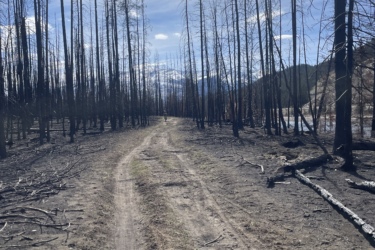 A dirt path winds through a landscape of charred trees and burnt earth, under a partly cloudy sky with distant mountains visible. The scene depicts the aftermath of a wildfire, showcasing the stark contrast between the scorched remains of vegetation and the stillness of the environment. The Overlander mountain bike trail.