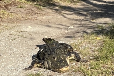 A large alligator resting on a sandy path surrounded by greenery. The sun casts shadows on the ground, highlighting the texture of the alligator's skin and the surrounding grass. Balm Boyette Scrub Preserve mountain bike trail.