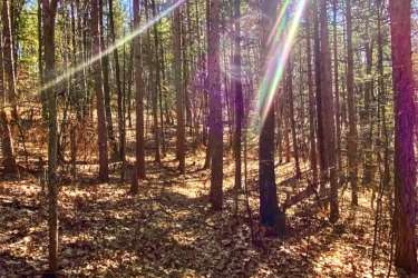 A sunlit forest scene with tall trees casting long shadows over a ground covered in fallen leaves. Sun rays shine through the branches, creating a bright and warm atmosphere. The sky is clear and blue, enhancing the tranquility of the natural setting. Lambton County Heritage Forest mountain bike trail.