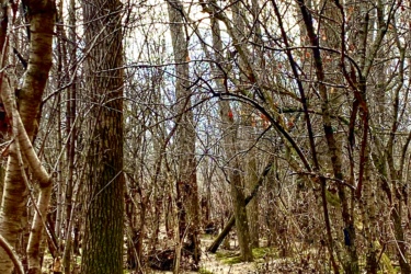 A winding dirt path through a sparse, leafless forest, flanked by tall trees and tangled branches, with sunlight filtering through the upper canopy. The ground is covered with patches of moss and fallen leaves, creating a quiet, natural atmosphere. Western University trails mountain bike trail.
