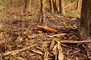 A wooded area with tall trees displaying a mix of bare branches and budding foliage. The forest floor is covered with a layer of leaves and scattered pieces of fallen wood and bark. Soft sunlight filters through the trees, creating a warm atmosphere. Western University trails mountain bike trail.