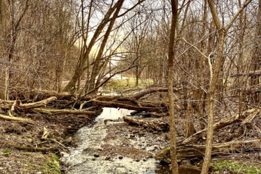 A serene landscape featuring a small, winding creek surrounded by bare trees and scattered rocks. The scene captures the tranquility of nature in early spring, with soft light filtering through the branches and a hint of green grass in the background. Western University trails mountain bike trail.