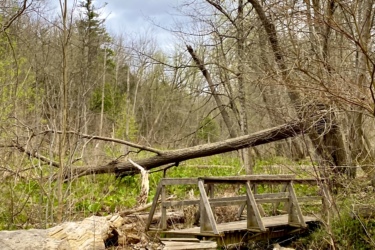 A wooden footbridge crosses a small stream in a wooded area, surrounded by fallen trees and sparse foliage. The scene captures a tranquil, natural setting with overcast skies and budding greenery, hinting at the arrival of spring. Komoka Trails mountain bike trail.