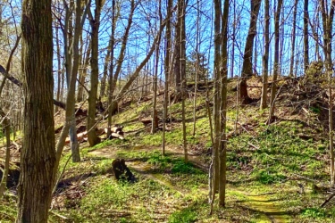 A serene forest scene featuring a winding path through a wooded area. Sunlight filters through the trees, illuminating patches of green grass and foliage. A small wooden bridge crosses a gentle stream, and leafless trees stand tall against a clear blue sky. Swance Drain mountain bike trail.